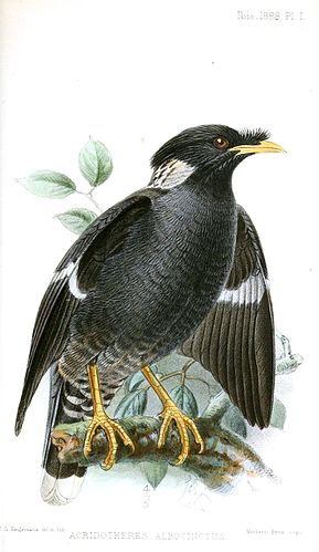 Collared myna